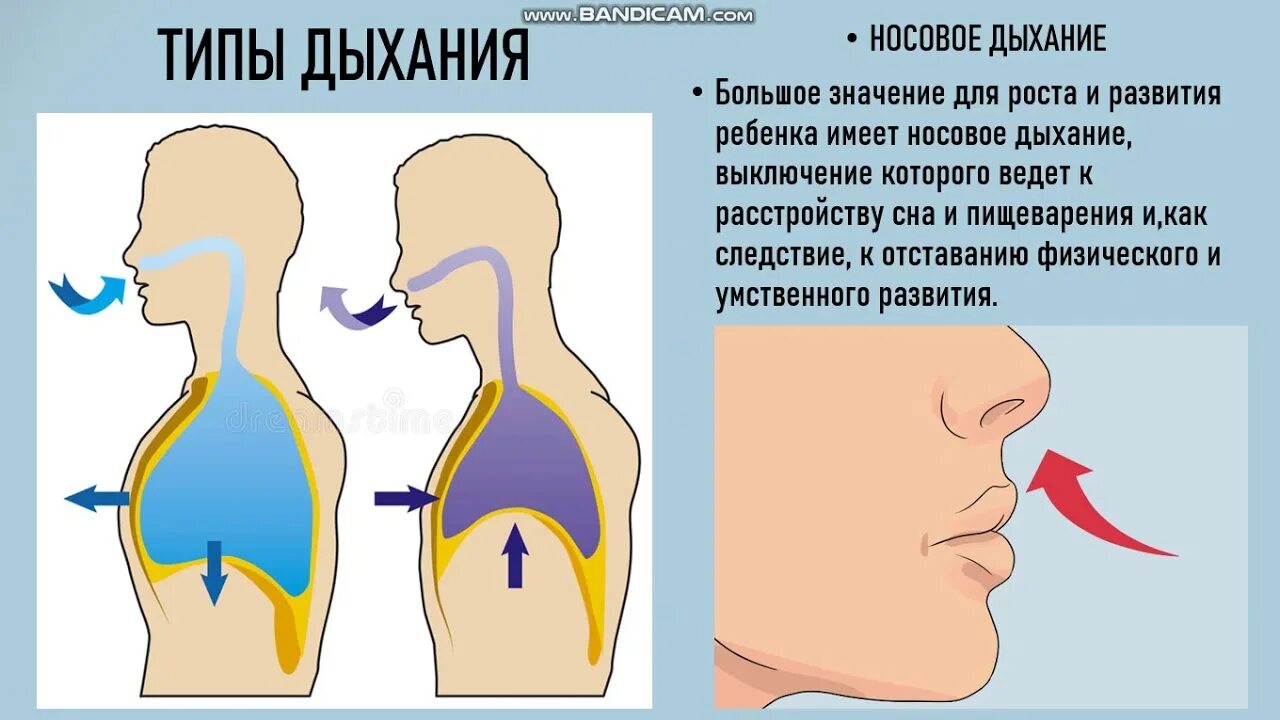 Грудной Тип дыхания. Виды неправильного дыхания. Нарушение носового дыхания. Возрастные изменения дыхания. Вдох особенности