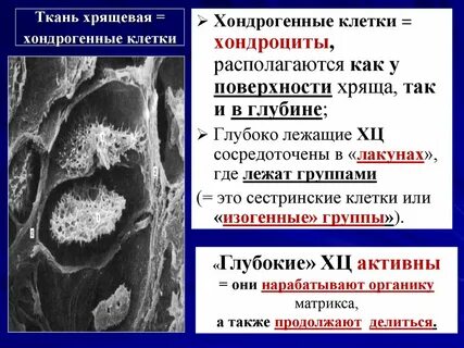 Клетки хрящевой ткани называются