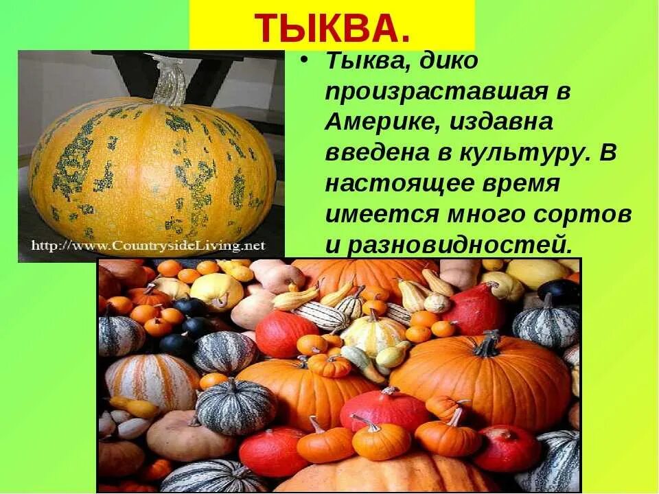 Тыква культура. Тыква для презентации. Презентация на тему тыква. Тыква культурное растение. Презентация тыква для детей.