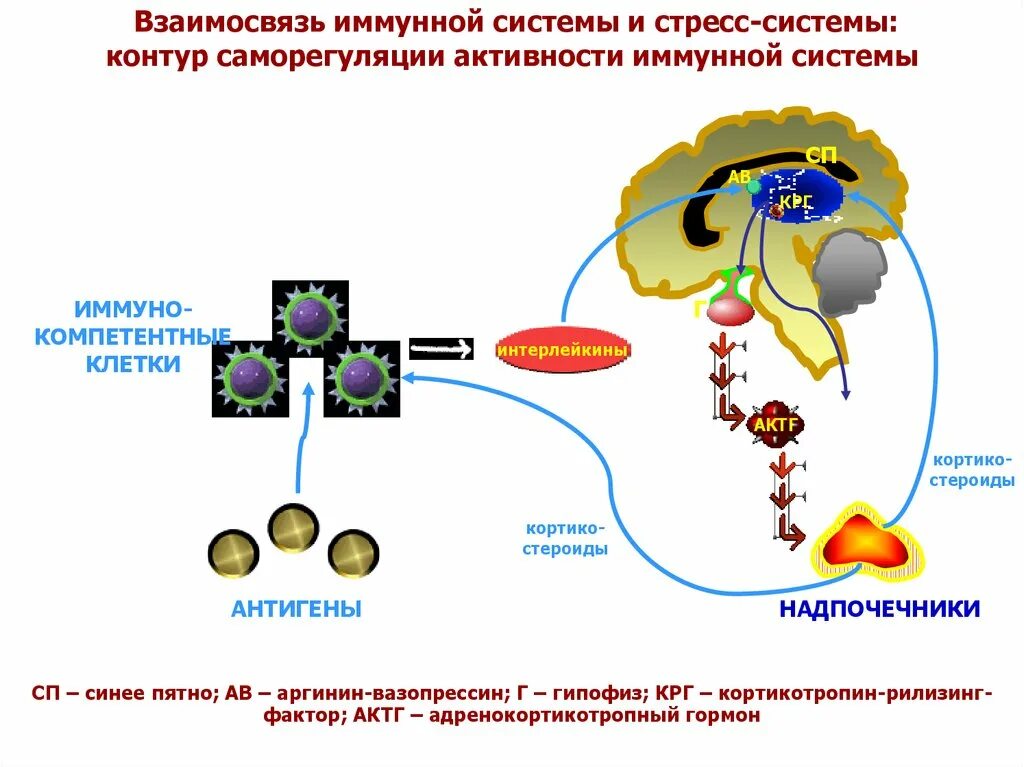 Иммунная температура. Схема действия иммунитета. Стресс и иммунная система. Стресс и иммунитет взаимосвязь. Влияние стресса на иммунную систему.