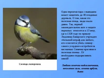 Почему птицы полезны