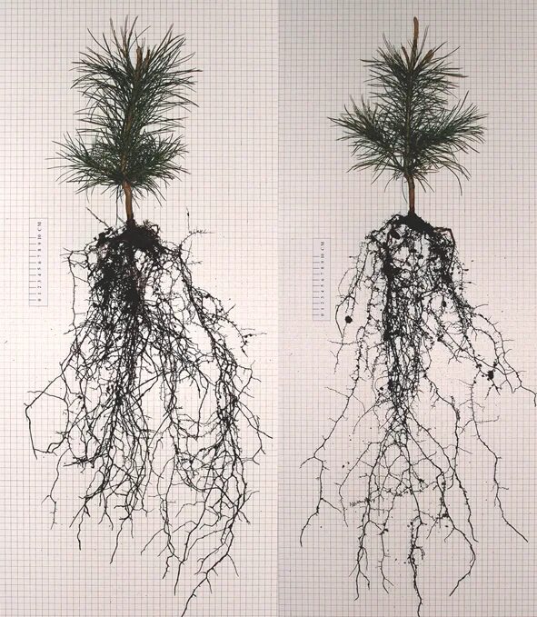 Небольшая корневая система. Лиственница Сибирская корни. Корневая система кедра Сибирского. Ель обыкновенная корневая система. Корневище сосны.
