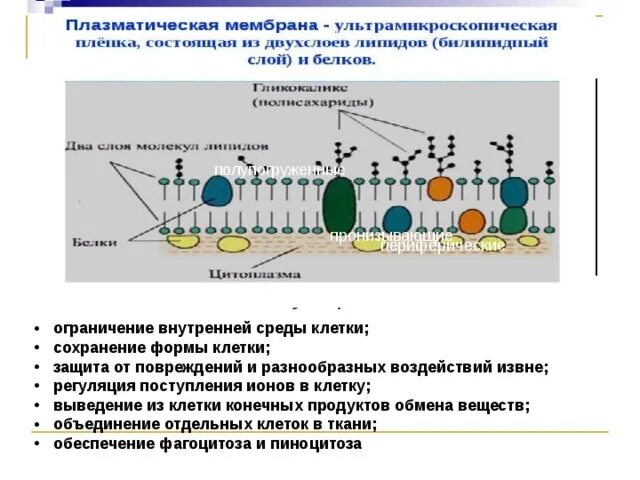 Газообмен с внешней средой у растений. Окислительный стресс сперматозоидов бланк. Функции наружной клеточной мембраны. Защитная функция кожи. Защита клетки от внешних воздействий.