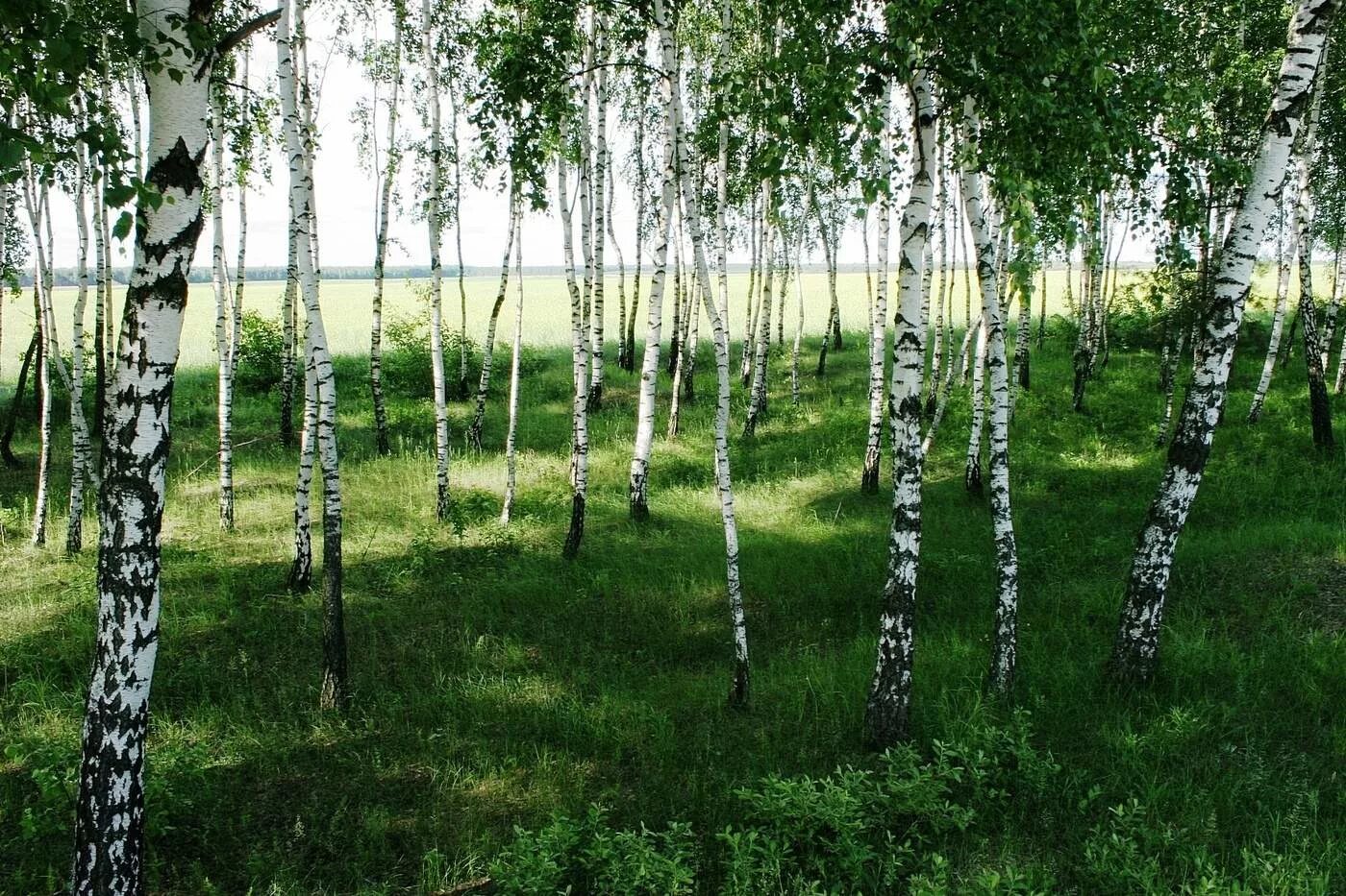 Берёзовая роща молодые Березки. Березовая роща Алтайский край. Березовая роща Пермь. Белоствольная береза. Березка вещи