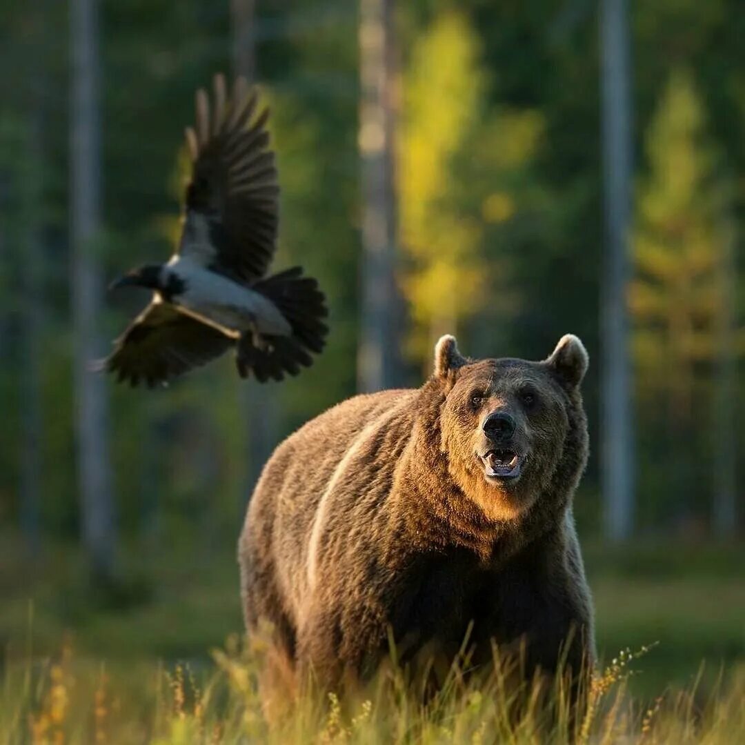 Гризли североамериканский бурый медведь. Северная Америка медведь Гризли. Бурый медведь в тайге. "Медведи в лесу" Kim Norlien.
