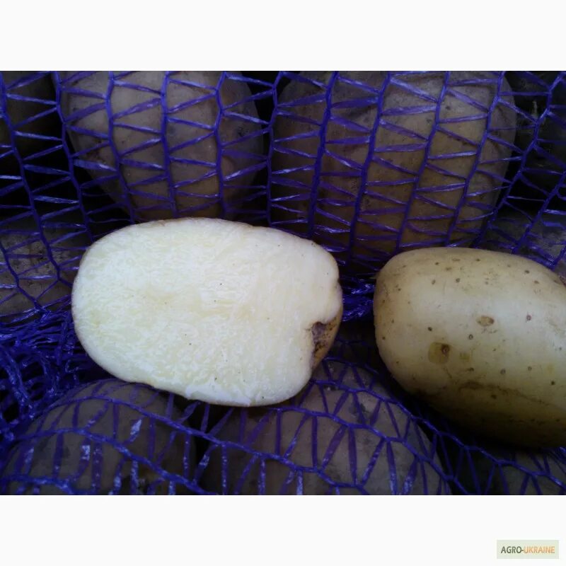 Картофель Коломбо Ривьера. Ривьера сорт картофеля. Картофель семенной ранний Ривьера. Сорт картофеля Коломбо.