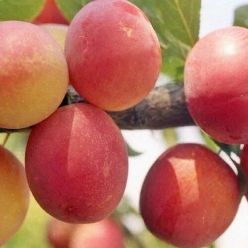 Алыча крупноплодная сорта