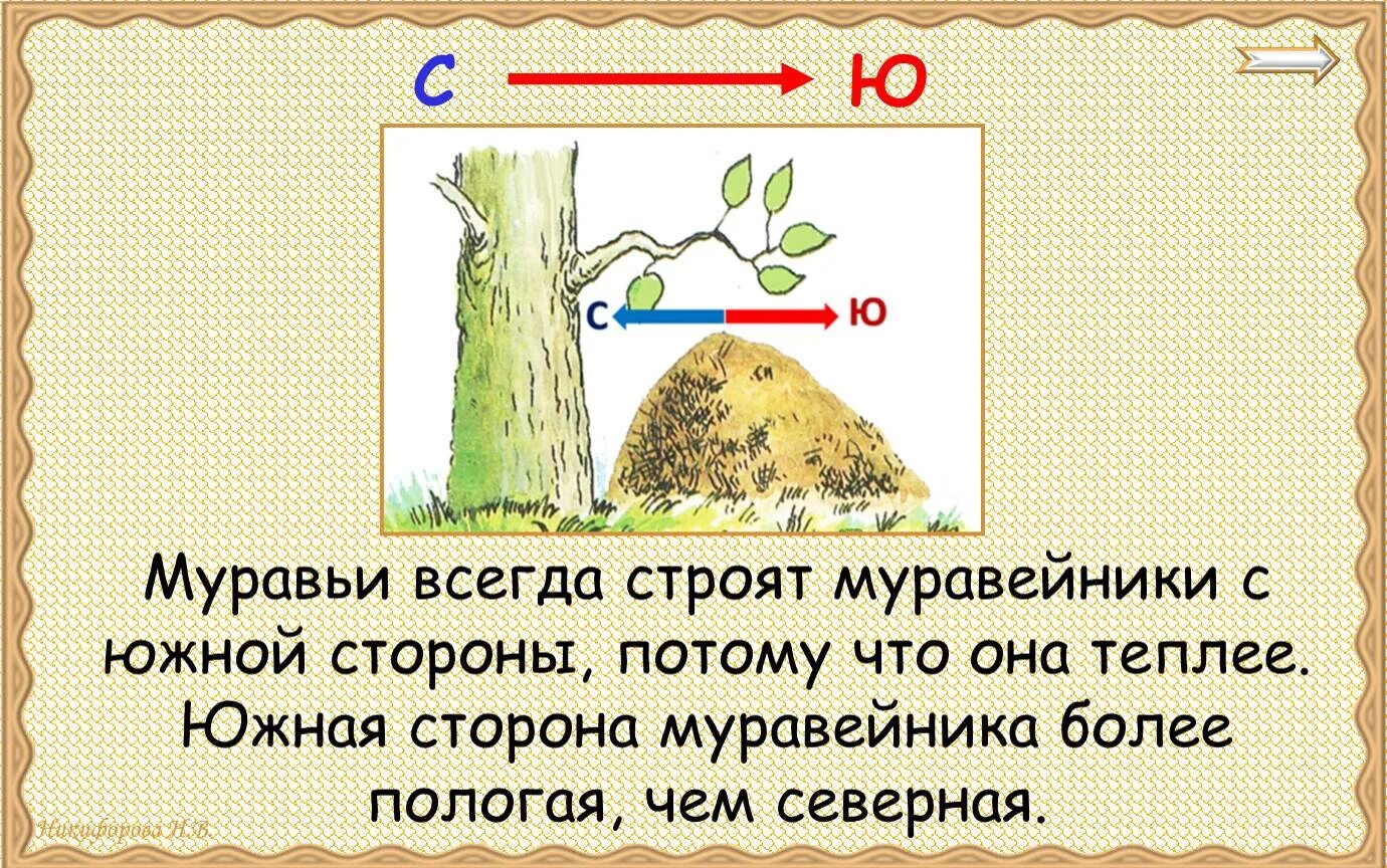 Народные приметы ориентирования на местности. Приметы ориентирования на местности. Ориентация на местности по муравейнику. Ориентирование по муравейнику в лесу. С высоты мне виделась москва что муравейник