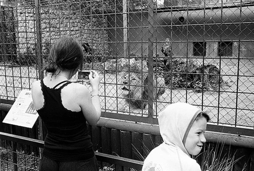 Хоррор про зоопарк. Ужасы зоопарка грустные животные. Зоопарк в Германии ужас.
