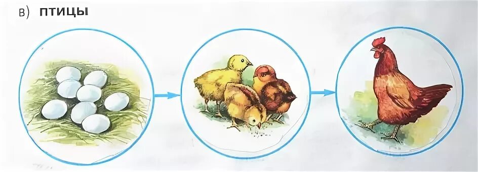 Размножение и развитие птиц 3 класс. Размножение и развитие птиц схема. Размножение и развитие птиц 3 класс окружающий мир. Размножение и развитие курица рисунок.
