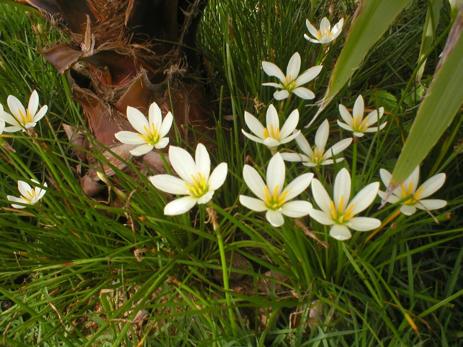 выскочка 7 букв. зефирантес мощный пинк. зефирантес pink. зефирантес голубой. выскочка 7 букв.