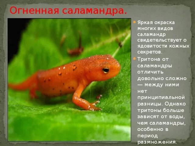 Сообщение о саламандре. Тритон огненная саламандра. огненная саламандра презентация. интересные факты о саламандре. саламандра доклад.