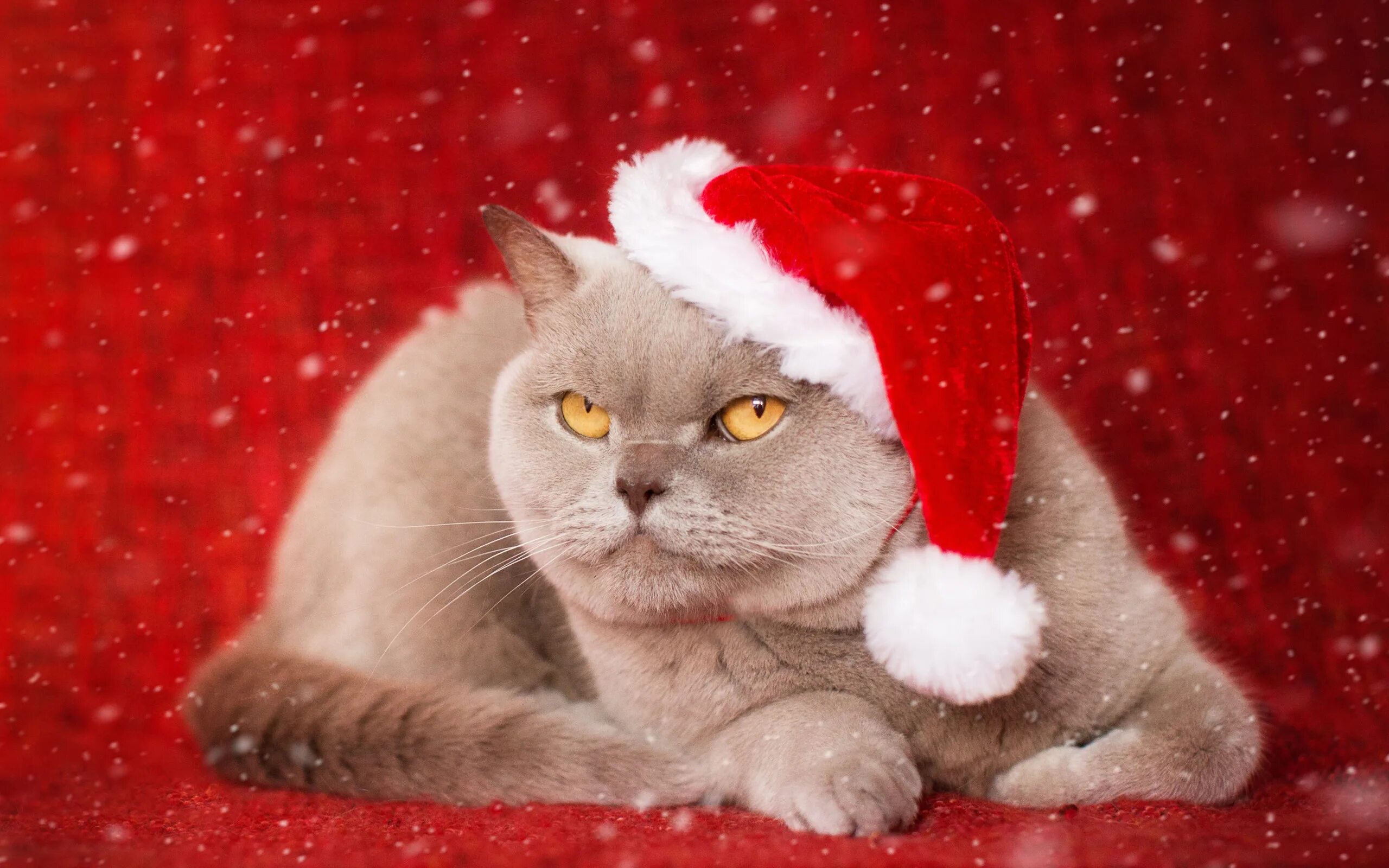 Котенок и клубок ниток. Котята в новогодних шапочках. Котята новый год. Обои на рабочий стол котята. Kotik bloodnica.