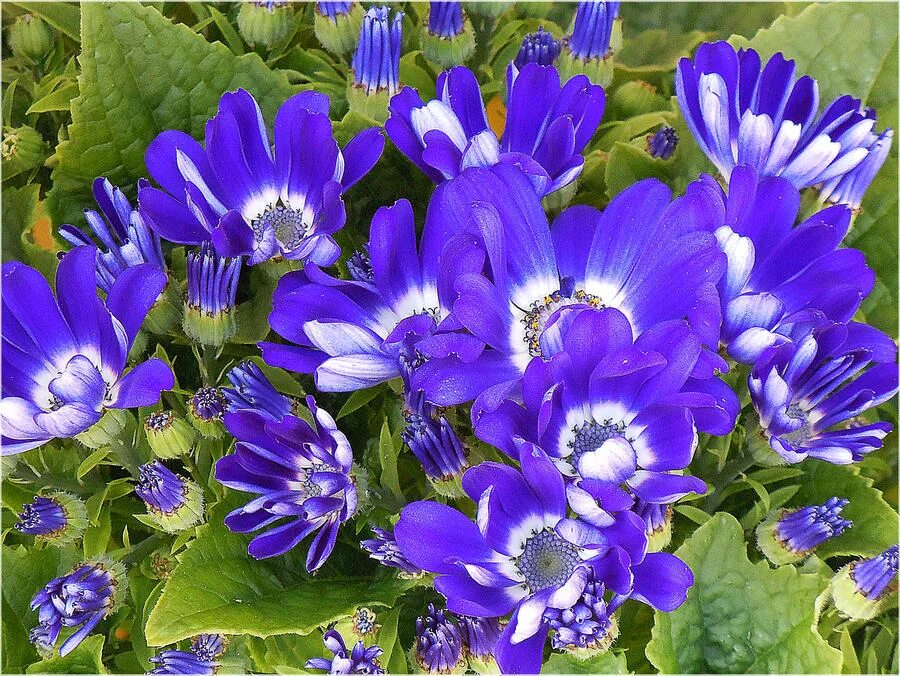 Садовый цветок синий. Синенькие цветочки однолетки. Сибирские однолетники. Цветы уличные синенькие. Синие однолетки.