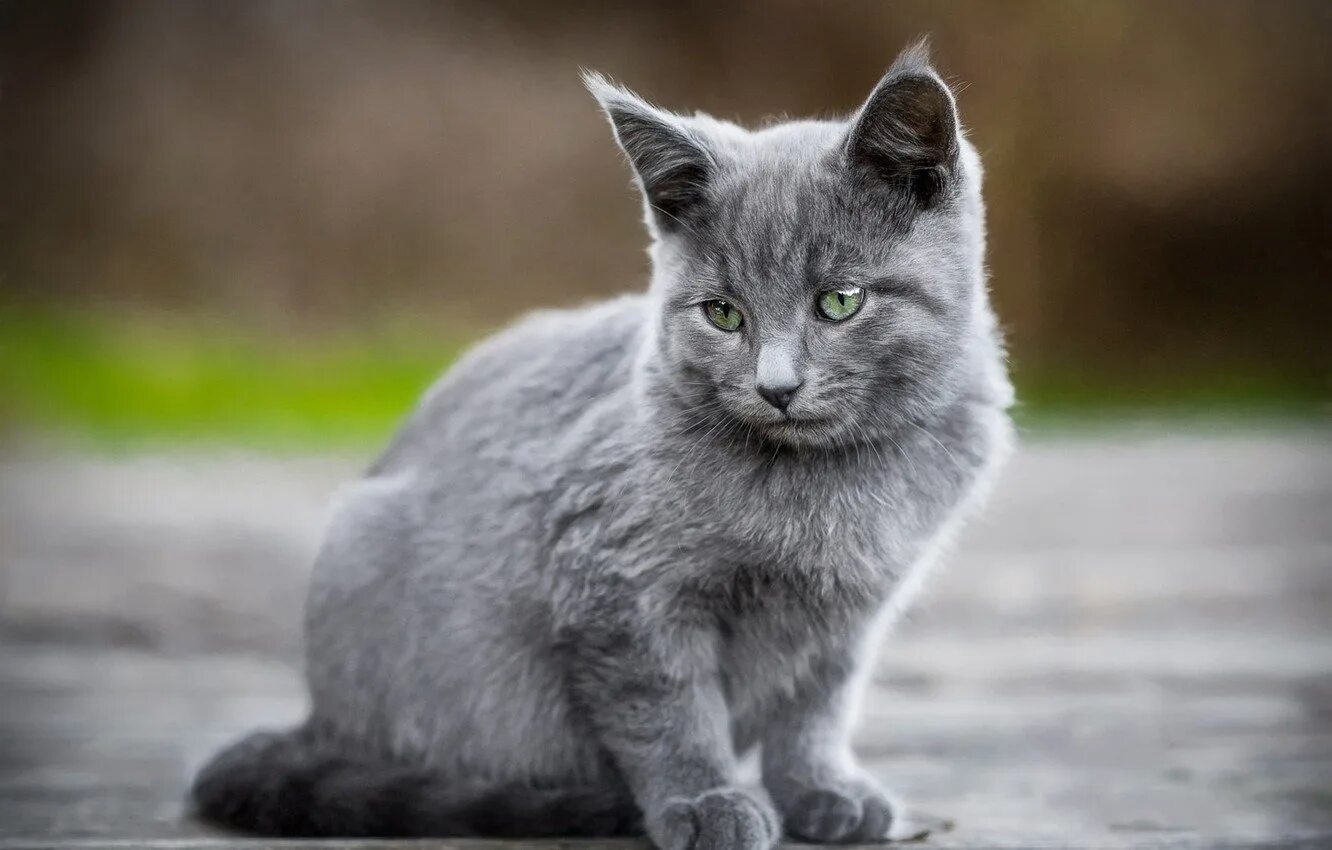 Cat s grey