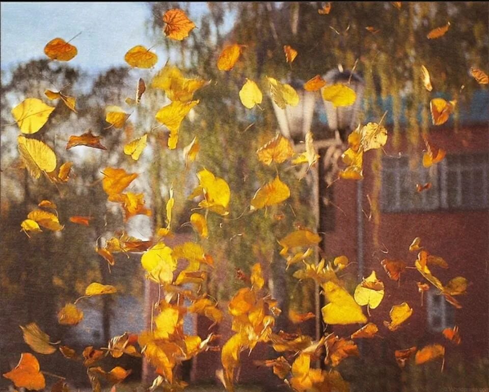 Летящие по ветру листья. Осень листопад. Листья кружатся. Листья кружатся в воздухе. Листопад живопись.