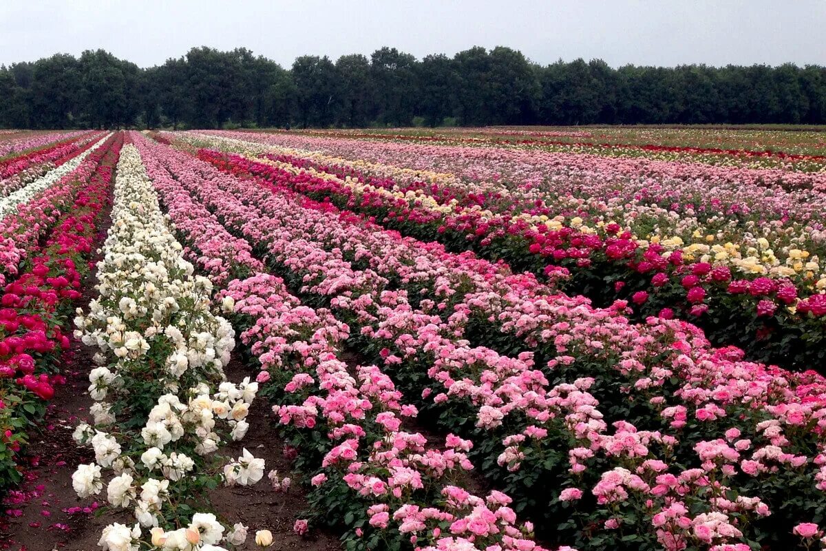 Питомник штепа розы саженцы. Розы зкс. Саженцы роз. Питомники выращивающие розы. Империал плантация роз.
