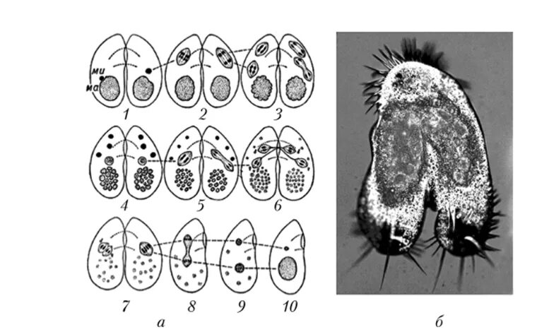 Конъюгация инфузорий схема. Конъюгация инфузории туфельки схема. Инфузория туфелька конъюгация. Аутогамия инфузорий.