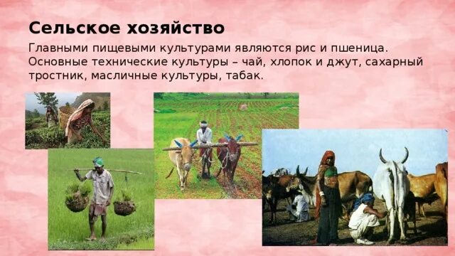 Продовольственные культуры. Зерновые культуры россии. В какой стране культурой является рис. Зерновые культуры таблица. Рис азия страны.