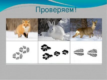 Следи животных