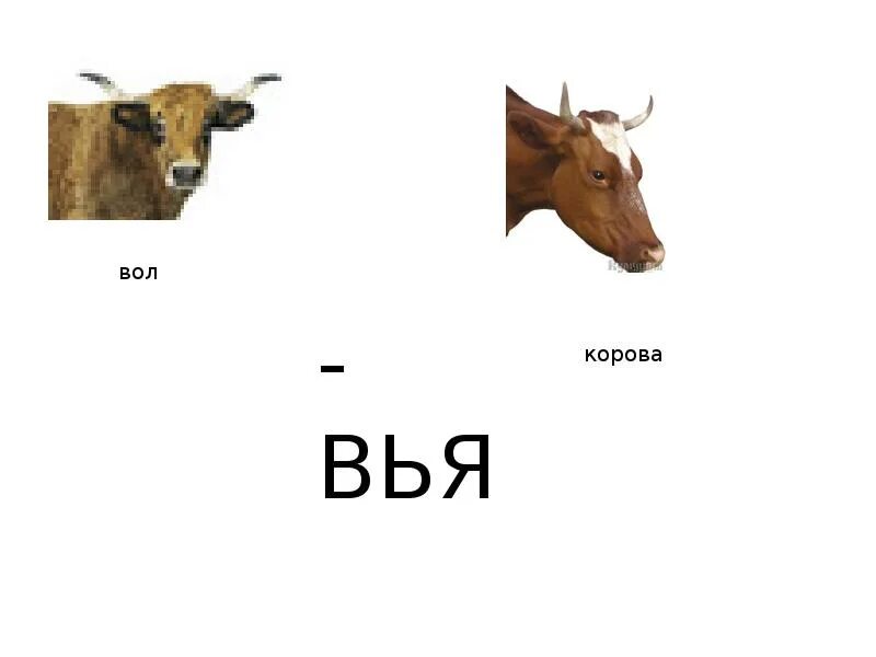 Вол по английски