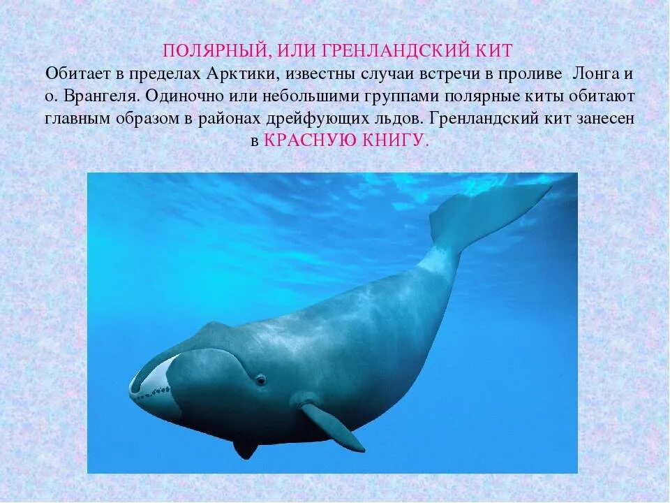 Финвал (balaenoptera physalus). Кит для презентации. Где водится синий. Редкие рыбы. Гренландский кит (блювал).