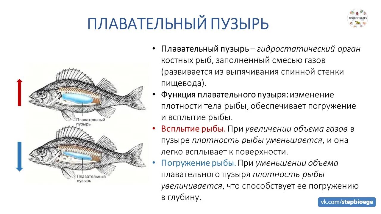 Пищеварительная система класса рыб. Функции плавательного пузыря у костных рыб. Функции плавательного пузыря у рыб. Дыхательная система костных рыб. Пищеварительная система костных рыб схема.