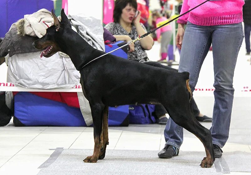 Выставочные результаты собак. Империал стенд. Империал выставки. Евразия выставка собак. Империал выставки.