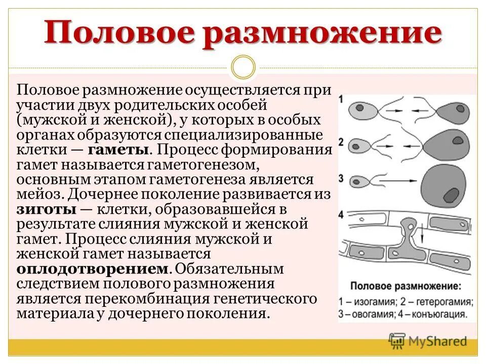 Два основных способа размножения