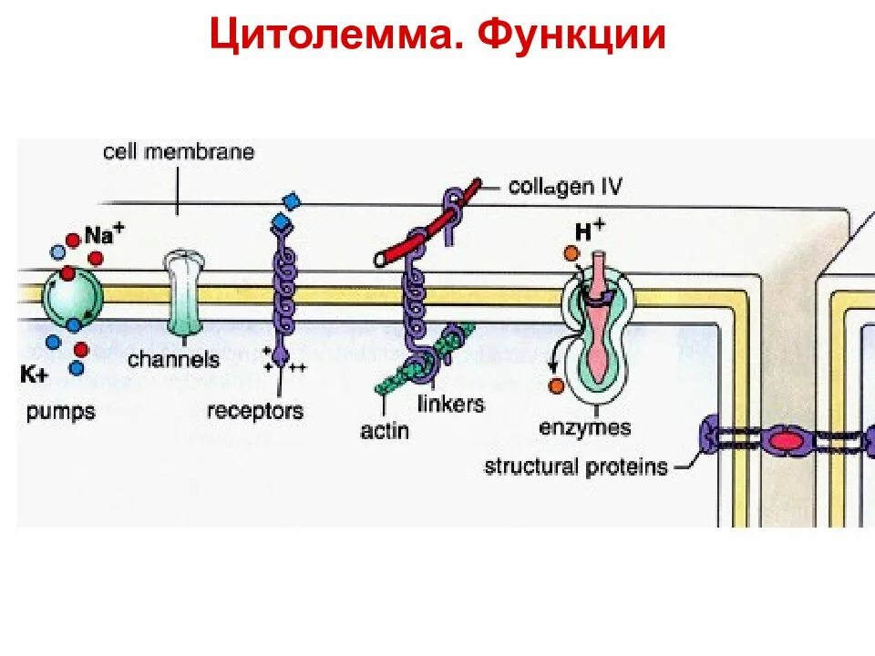 Цитолемма это. Цитолемма. Цитолемма функции. Цитолемма цитология. Цитолемма стареющей клетки.