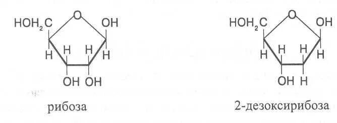 Структурная формула рибозы и дезоксирибозы. Структура рибозы и дезоксирибозы. Рибоза структурная формула. Дезоксирибоза структурная формула. Рибоза характеристика