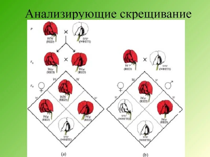 Скрещивание людей дети. Сцепленное скрещивание. Анализирующее скрещивание. Скрещивание сцепленное с полом. Анализирующее скрещивание сцепленное с полом.