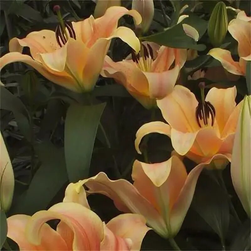 Лилия Зельмира (Lilium Zelmira) купить луковицы в Москве по низкой цене, доставк