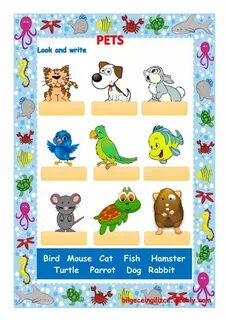 My pet animal