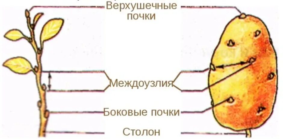 Строение типичного побега. Строение видоизмененного побега картофеля клубня картофеля. поперечный срез клубня картофеля рисунок. внешнее строение клубня картофеля. строение клубня картофеля схема.