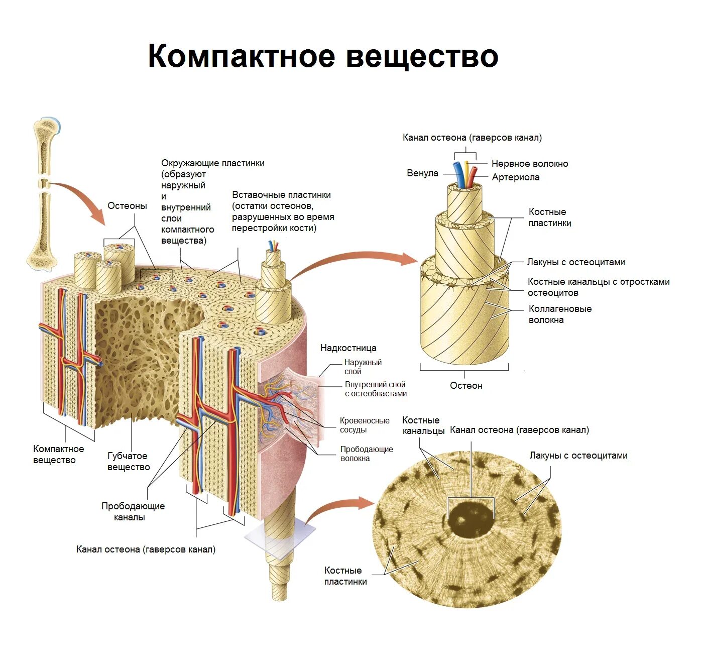 Компактное вещество состоит из. Строение остеона костная ткань. трубчатая кость строение остеон. компактное вещество кости остеоны. строение кости остеон.