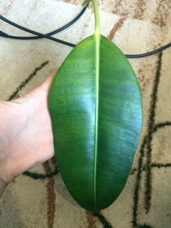 Фикус с крутящимися листьями. У фикуса скручиваются листья. Фикус с дырявыми листьями. Фикус бенджамина падает листва. У фикуса скручиваются листья.