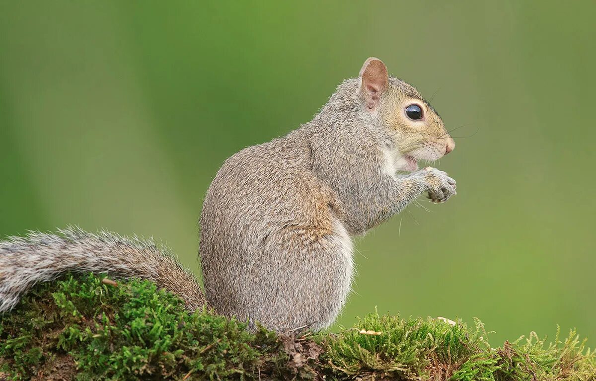 Белки многообразие. Sciurus stramineus. Белки породы. Подвид белки. Белка виды.