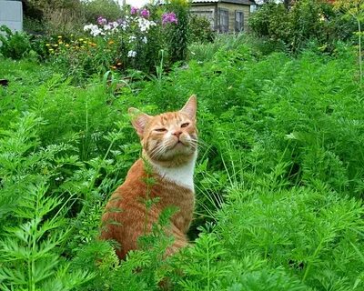 Кошка огород