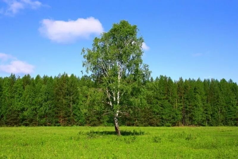 Береза летом явление природы. Береза. береза летом. береза в поле. одинокая березка.