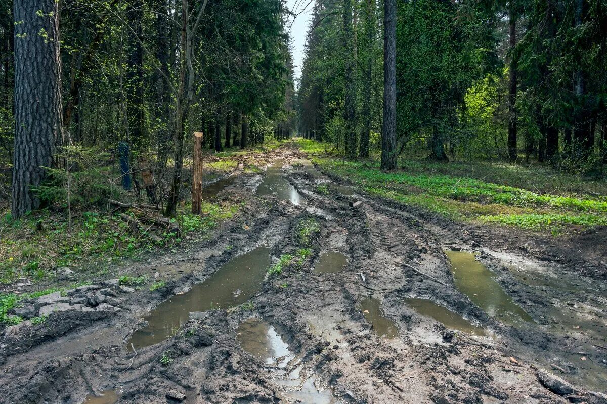 Грязная дорога в лесу. Размытая дорога в лесу. Плохая дорога в лесу. Грязная Лесная дорога.