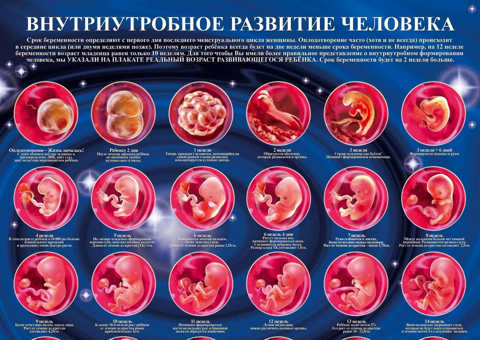 Забеременела 4 форум. Как выглядит эмбрион в 3 недели. Как выглядит зародыш в 3 недели. Зародыш на 3 неделе беременности. Внутриутробное развитиеgkjlf.