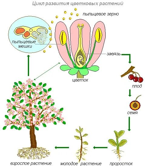 Цикл размножения покрытосеменных растений схема. Размножение цветкового растения схема. Цикл развития цветковых растений. Жизненный цикл покрытосеменных растений схема.