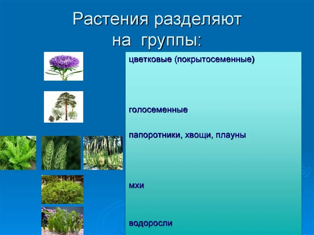 Приведите по три примера растений папоротники покрытосеменные. Разделить растения на группы. Группа растений цветковые. Царство растений презентация. Растения делят на группы.