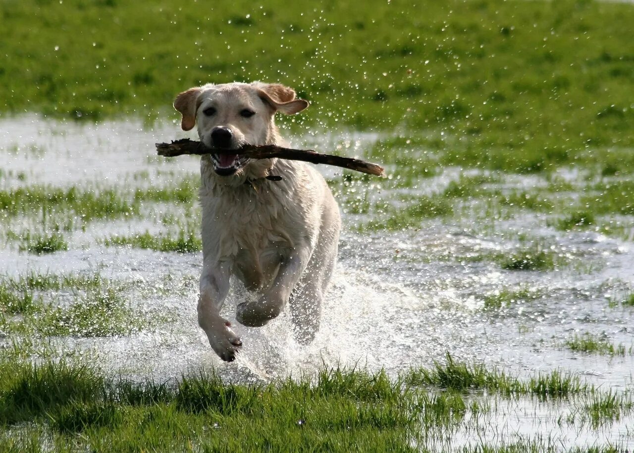 Убежал щенок. Лабрадор ретривер играется. Водный лабрадор ретривер. Собака бежит. Собака бежит по воде.