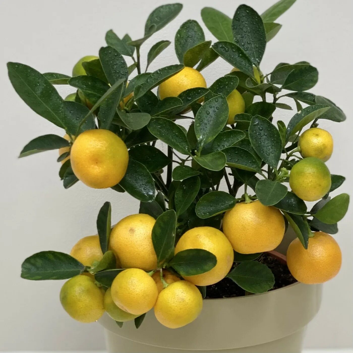 Amazon.com: Tree Plants & Seeds - Calamansi / Tree Plants & Seeds / Plants, Seed