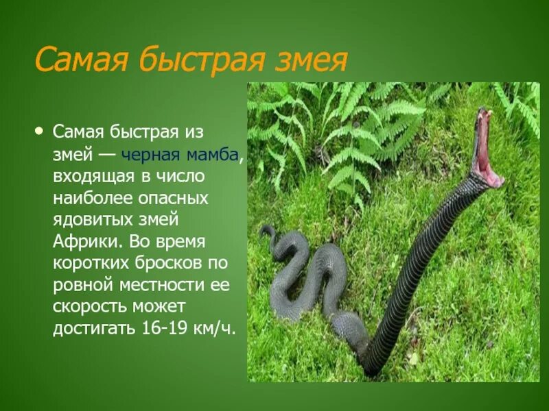 Про самого ядовитого