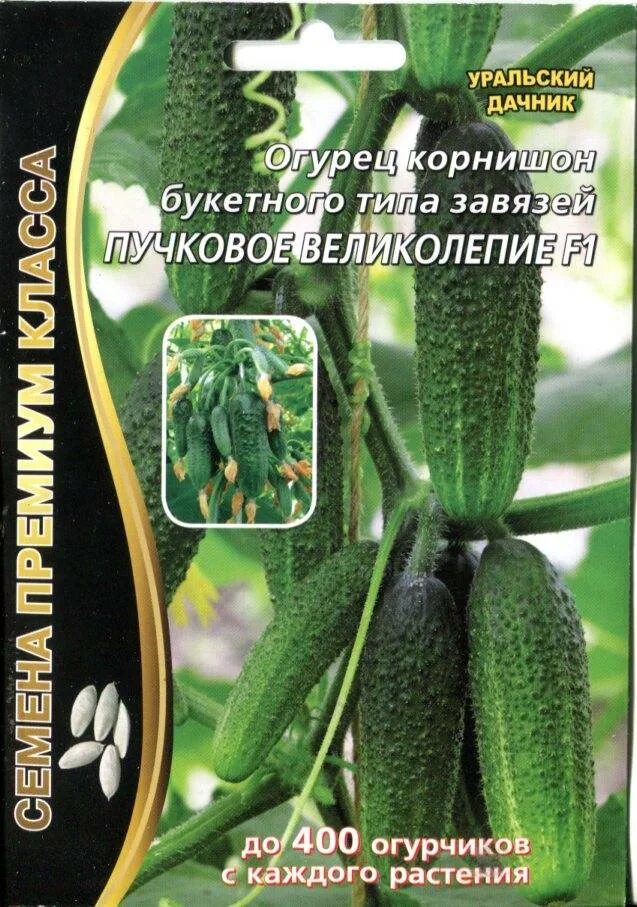 Лучшие сорта пучковых самоопыляемых огурцов