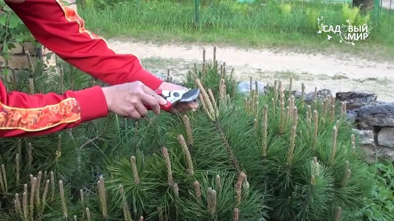 Обрезка хвойных в виде лотоса. Подрезка сосны для пышности весной. Обрезка сосны осенью. Обрезка сосны осенью. Как правильно обрезать елку чтобы была пушистой.