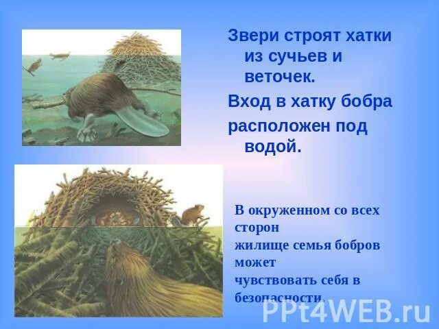 Бобры строят хатки распространенное предложение. Бобры строят хатки распространенное предложение